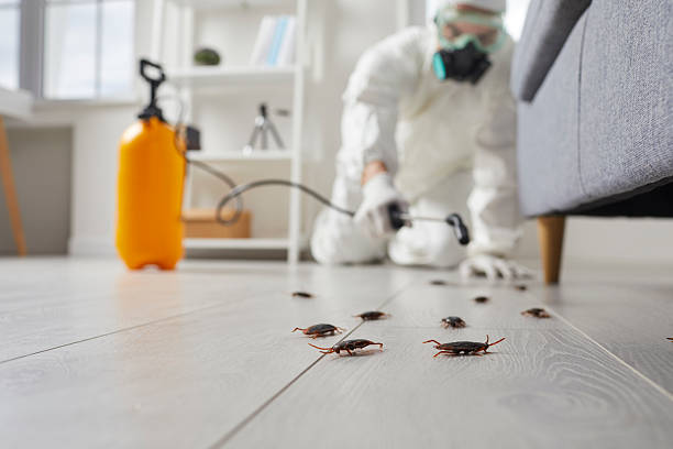 Post-Treatment Bed Bug Interceptor Monitoring in Chevy Chase